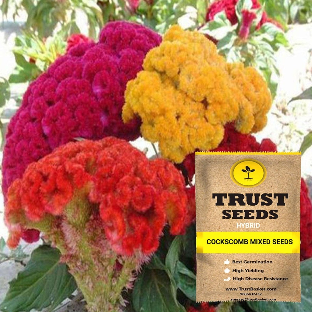 [SDHYFL4513] Cockscomb mixed seeds (Hybrid)