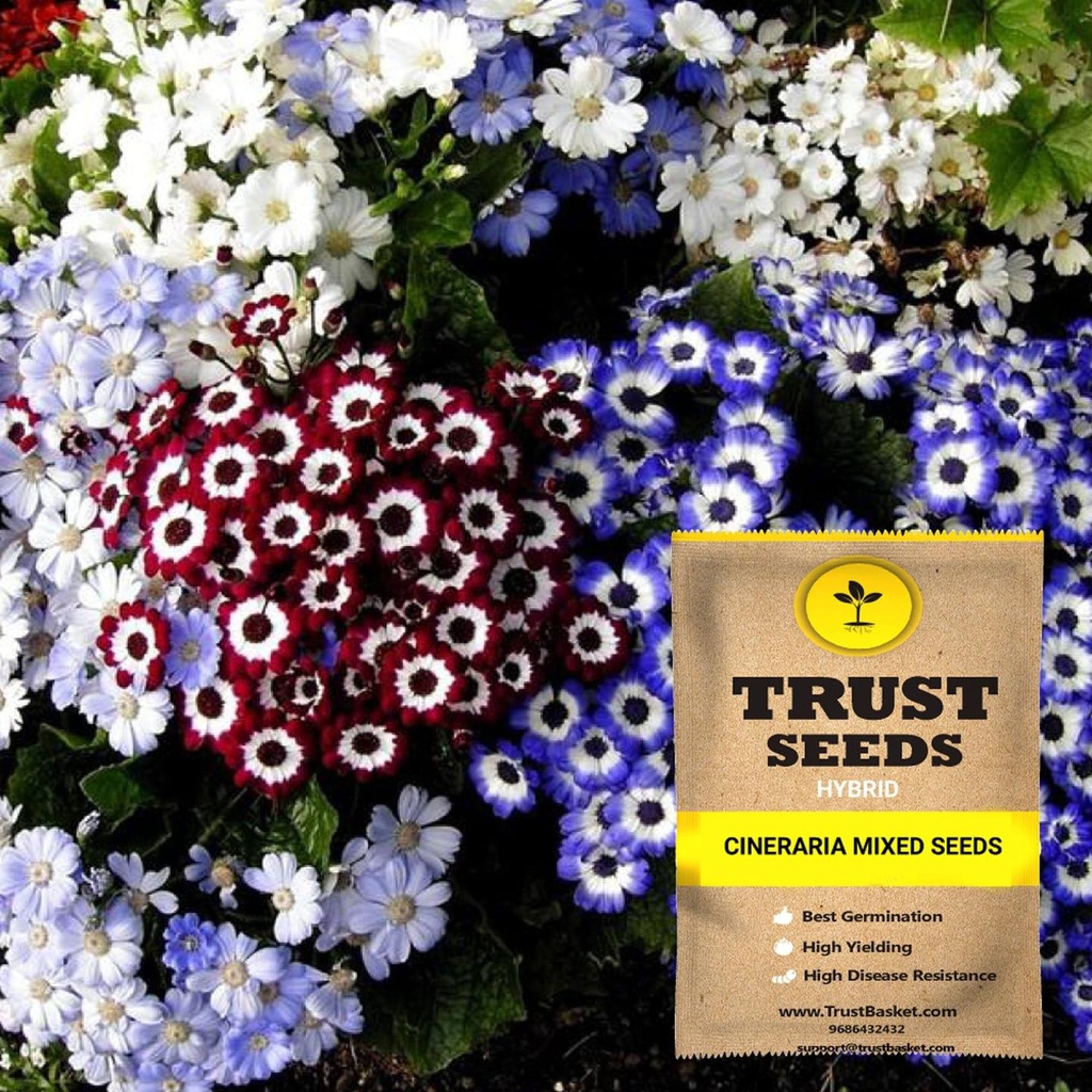 [SDHYFL4512] Cineraria mixed seeds (Hybrid)