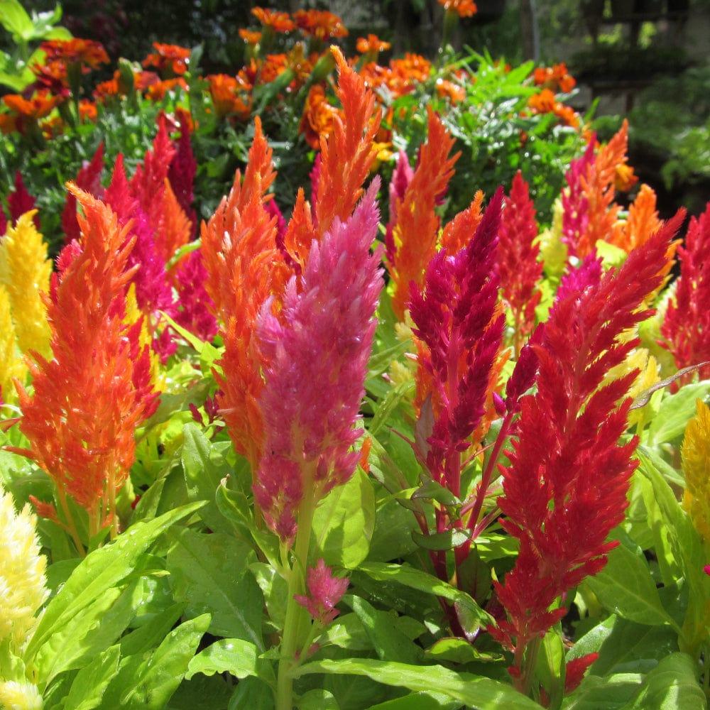 [SDHYFL4510] Celosia plumosa mixed seeds (Hybrid)
