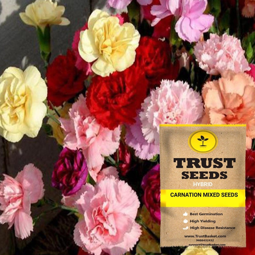 [SDHYFL4509] Carnation mixed seeds (Hybrid)