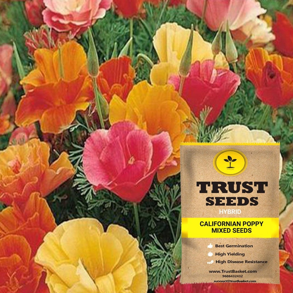 [SDHYFL4508] Californian poppy mixed seeds (Hybrid)