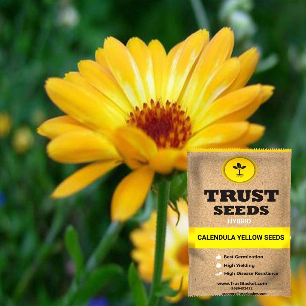 [SDHYFL4507] Calendula yellow seeds (Hybrid)