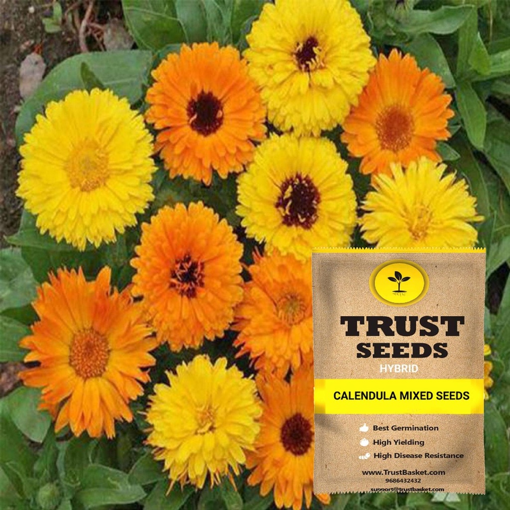 [SDHYFL4505] Calendula mixed seeds (Hybrid)