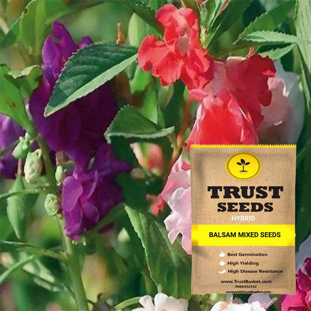 [SDHYFL4504] Balsam mixed seeds (Hybrid)