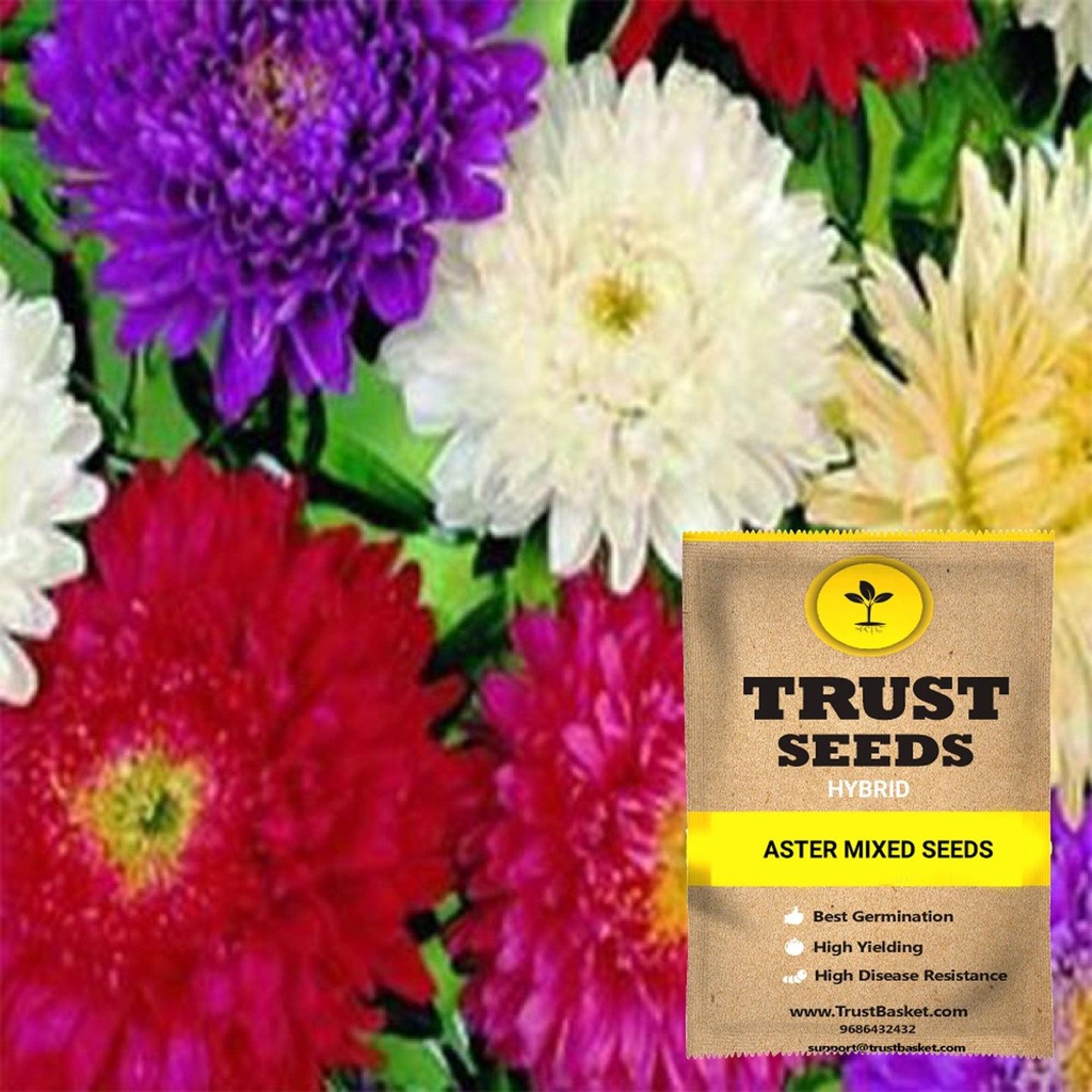 [SDHYFL4503] Aster mixed seeds (Hybrid)