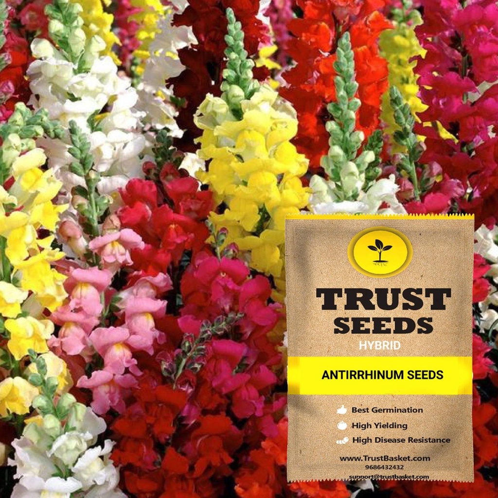 [SDHYFL4502] Antirrhinum seeds (Hybrid)