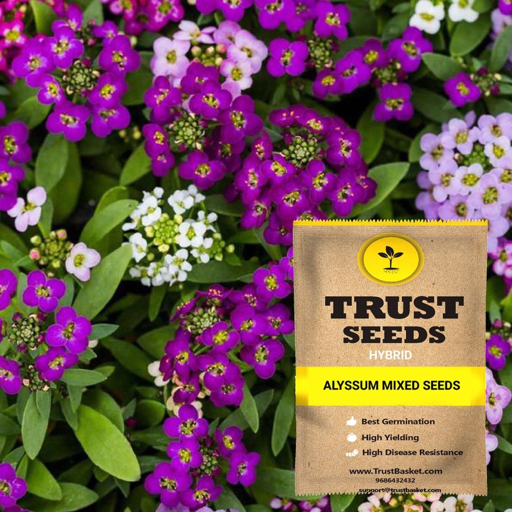 [SDHYFL4501] Alyssum mixed seeds (Hybrid)
