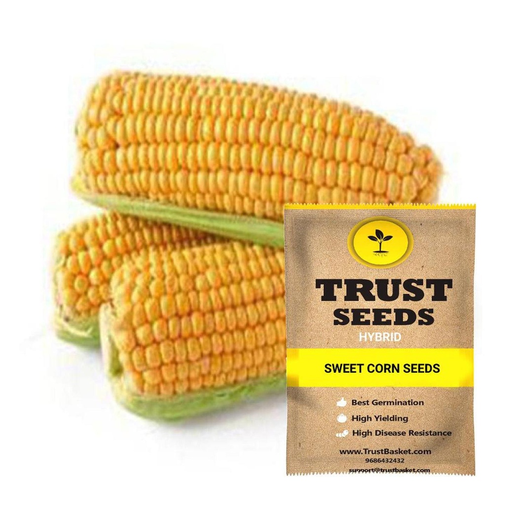 [SDHYVG4045] Sweet corn seeds (Hybrid)