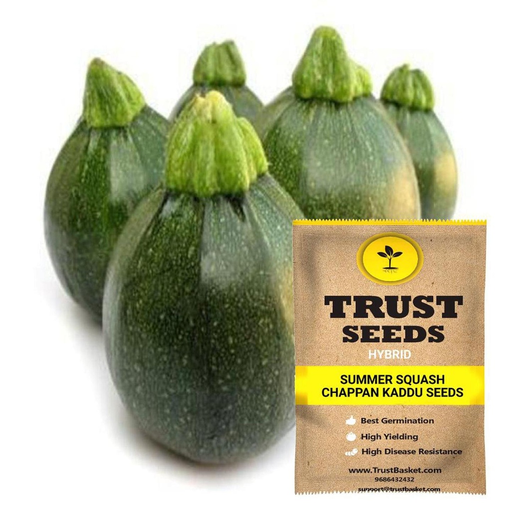 [SDHYVG4044] Summer Squash - Chappn Kaddu seeds (Hybrid)