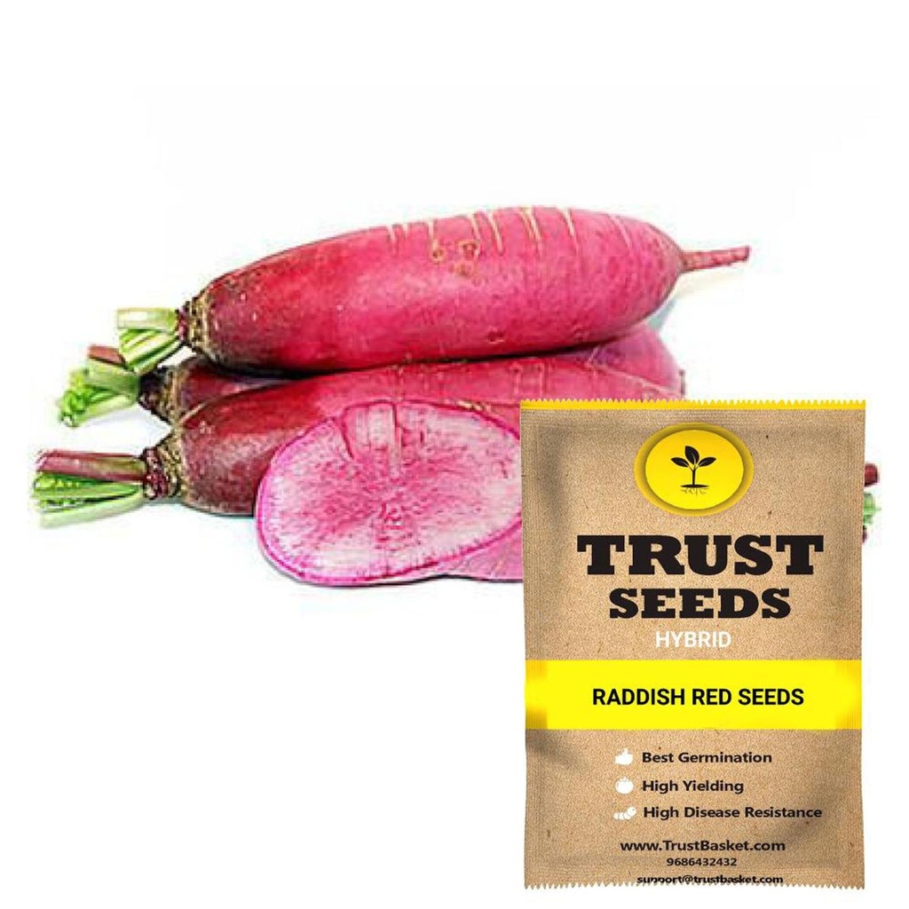 [SDHYVG4041] Raddish red seeds (Hybrid)