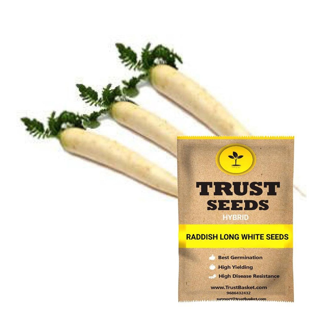 [SDHYVG4039] Raddish long white seeds (Hybrid)