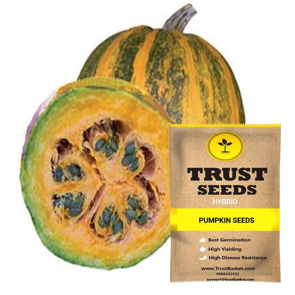 [SDHYVG4038] Pumpkin seeds (Hybrid)