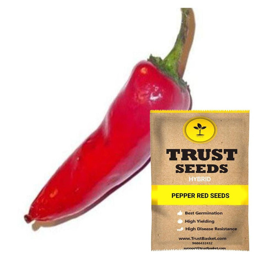 [SDHYVG4036] Pepper red seeds (Hybrid)