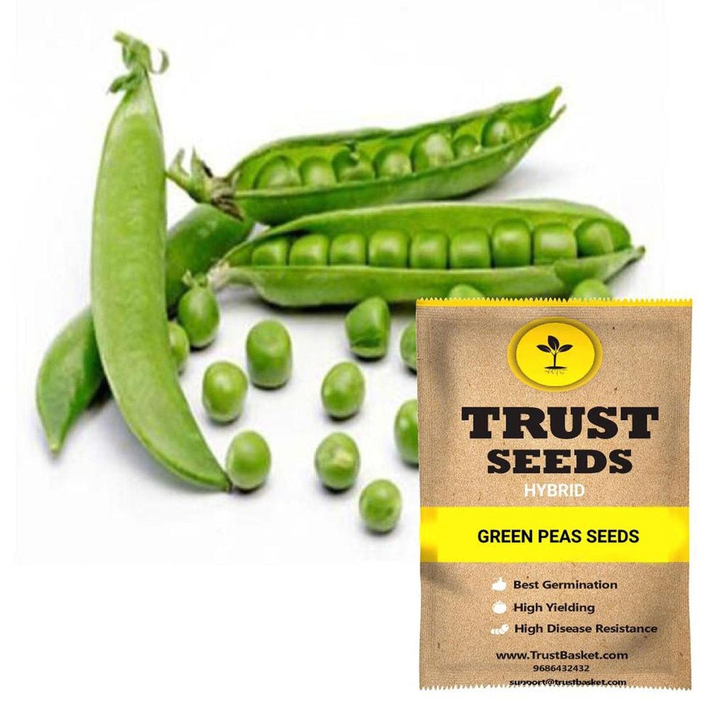 [SDHYVG4032] Green Peas seeds (Hybrid)
