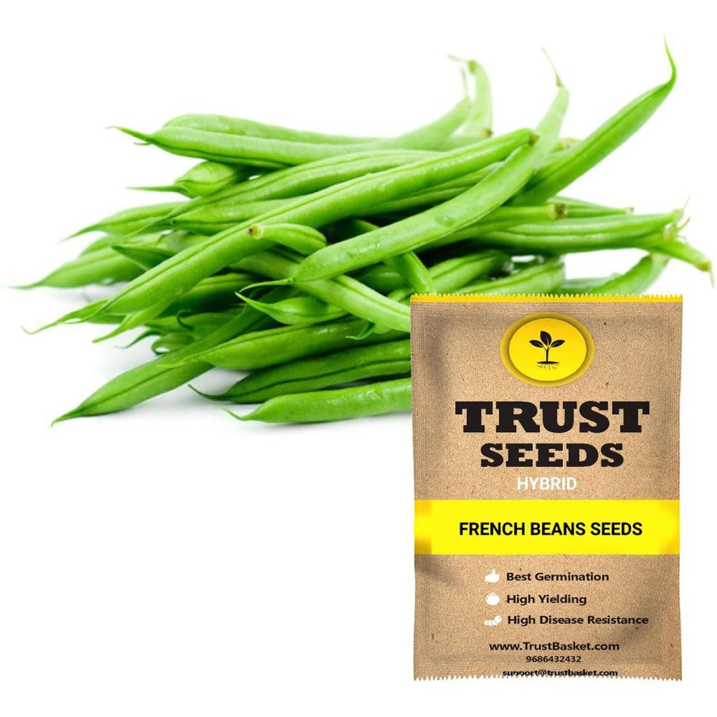 [SDHYVG4031] French beans seeds (Hybrid)