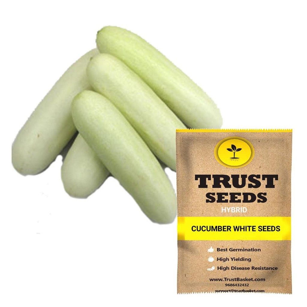 [SDHYVG4030] Cucumber white seeds (Hybrid)