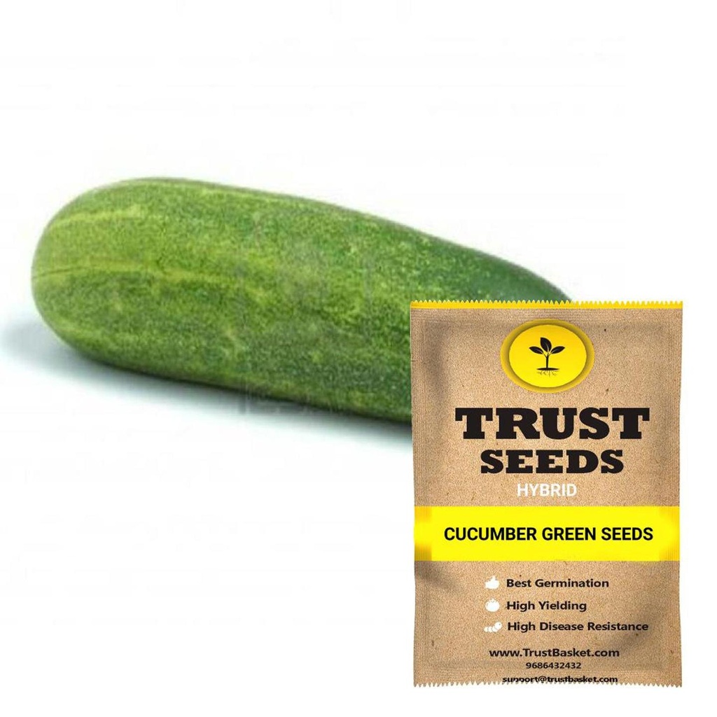 [SDHYVG4029] Cucumber green seeds (Hybrid)