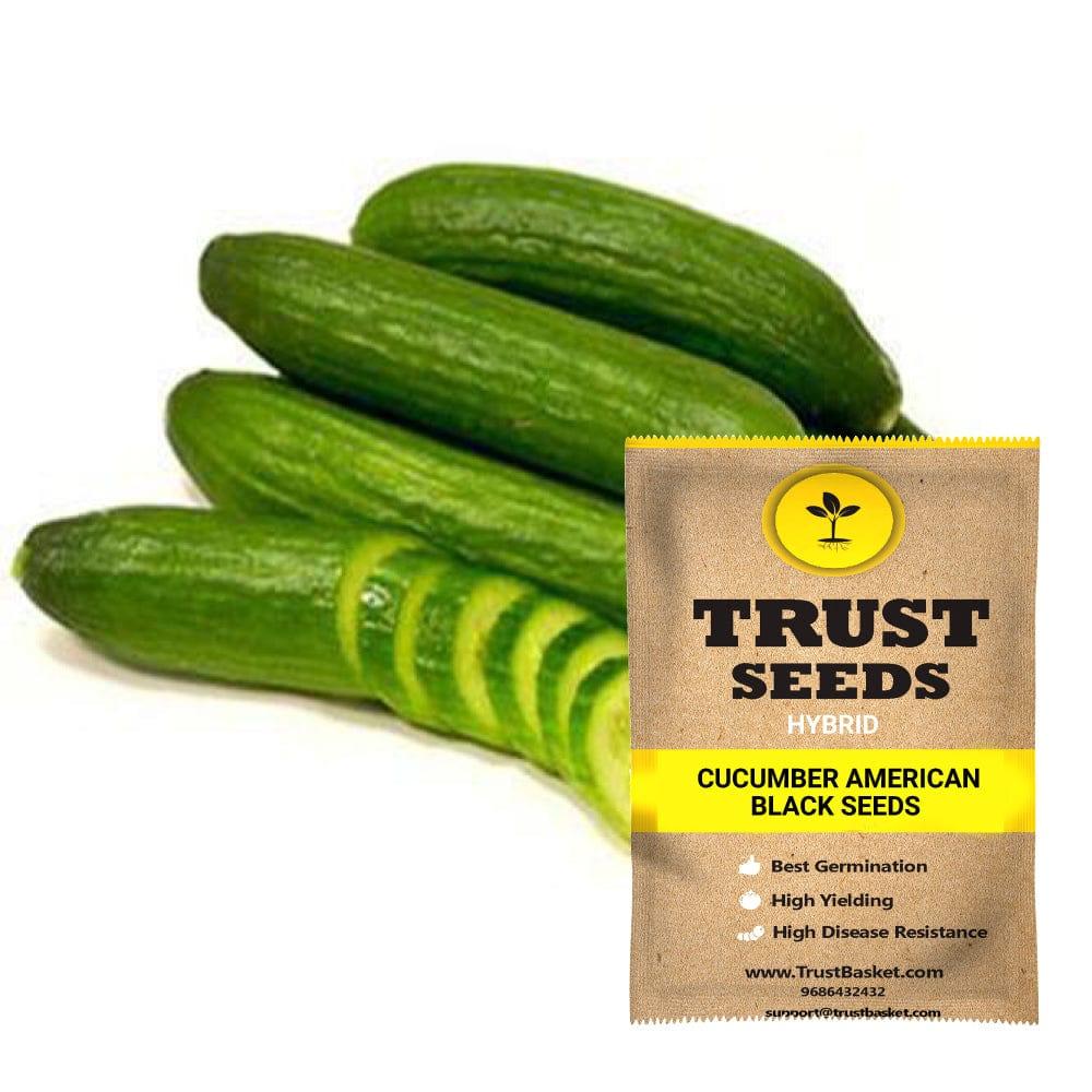 [SDHYVG4028] Cucumber american black seeds (Hybrid)