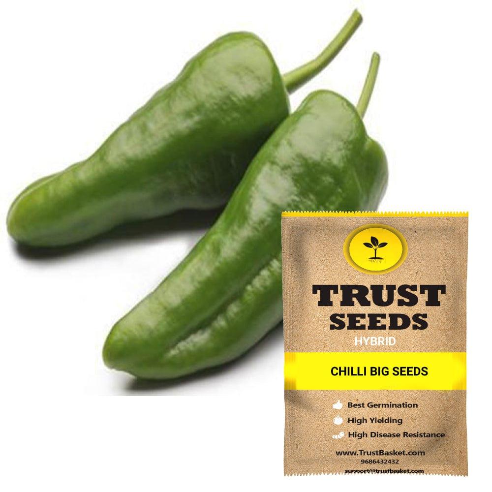 [SDHYVG4024] Chilli big seeds (Hybrid)