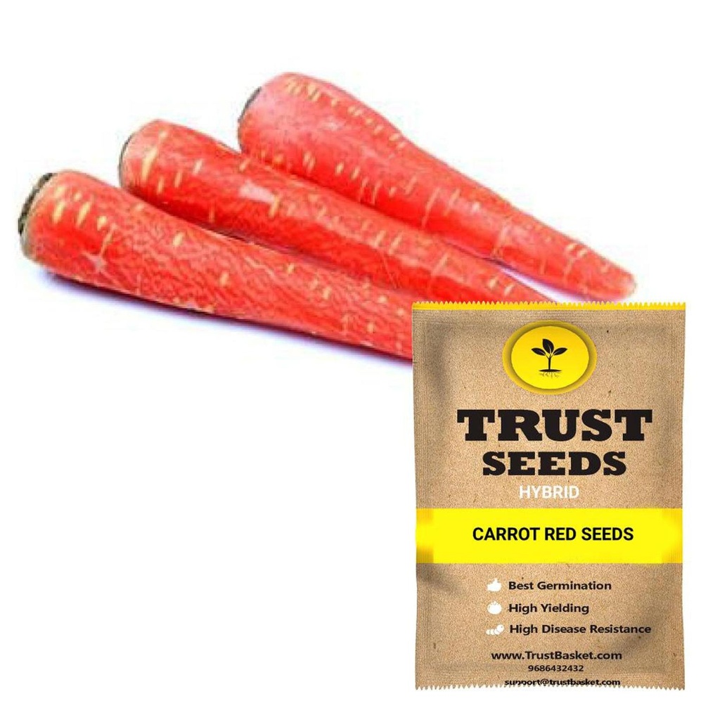 [SDHYVG4020] Carrot red seeds (Hybrid)