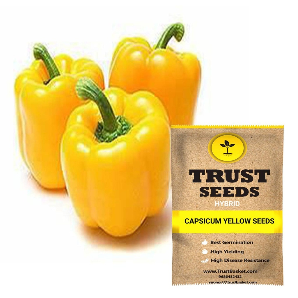 [SDHYVG4019] Capsicum yellow seeds (Hybrid)