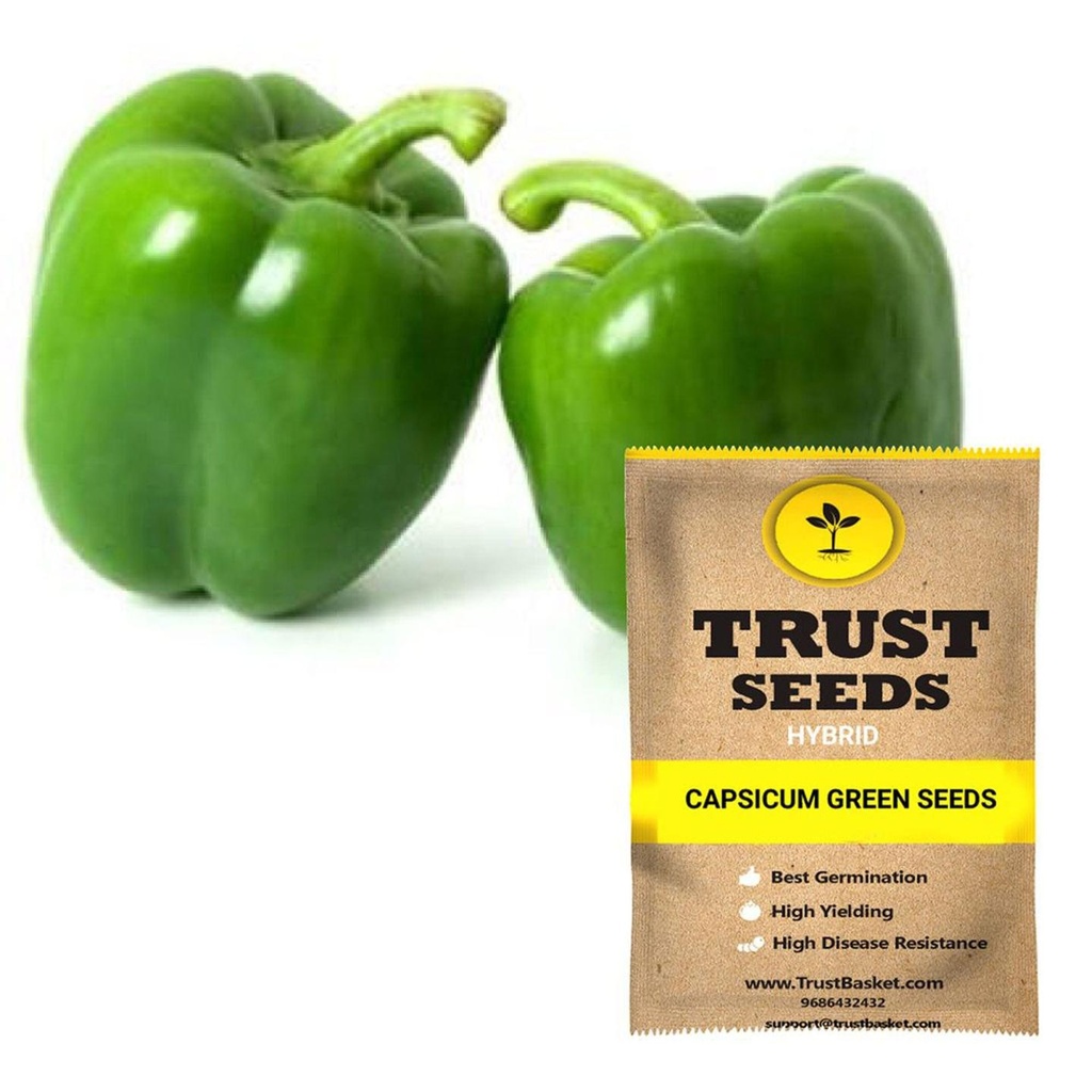[SDHYVG4015] Capsicum green seeds (Hybrid)