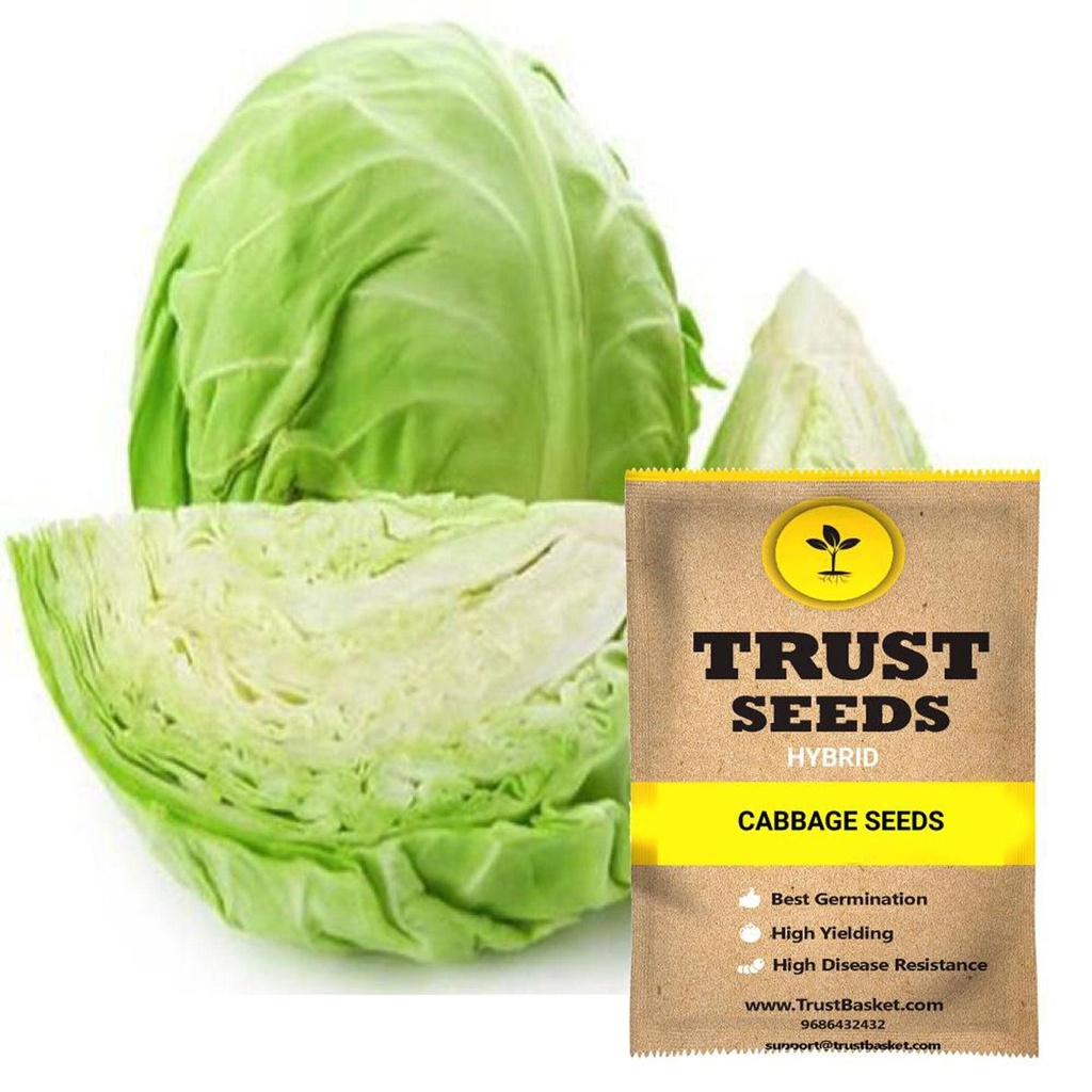 [SDHYVG4014] Cabbage seeds (Hybrid)