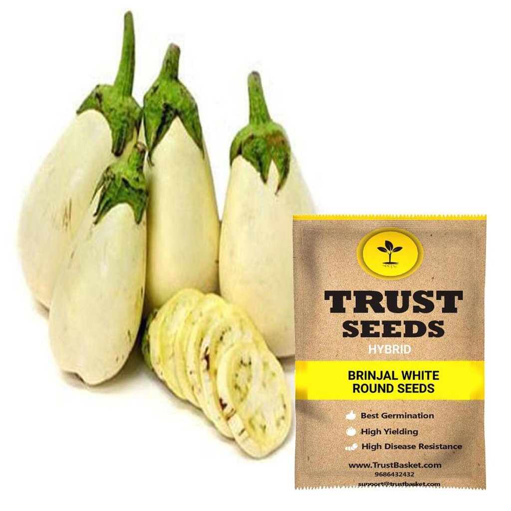 [SDHYVG4012] Brinjal white round seeds (Hybrid)