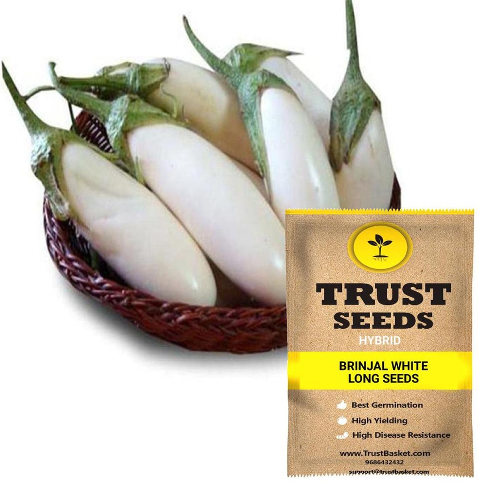 [SDHYVG4011] Brinjal white long seeds (Hybrid)