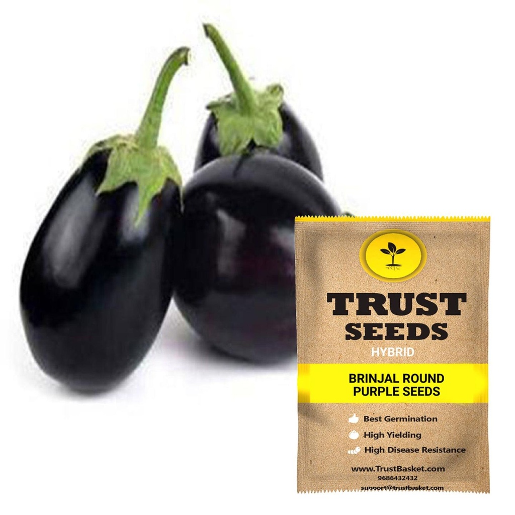 [SDHYVG4010] Brinjal round purple seeds (Hybrid)