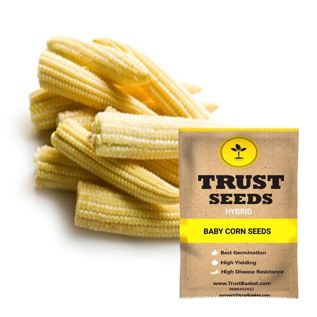 [SDHYVG4002] Baby corn seeds (Hybrid)