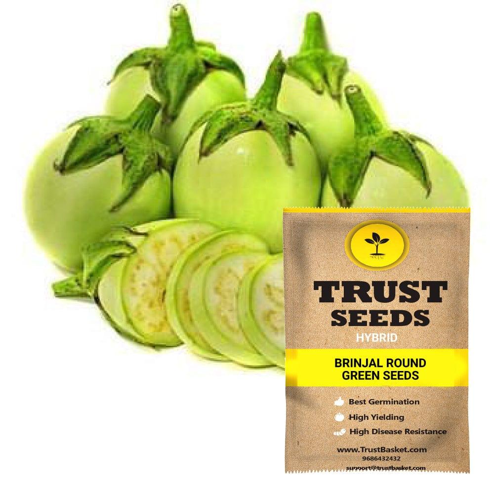 [SDHYVG4009] Brinjal round green seeds (Hybrid)