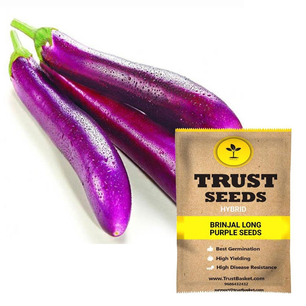 [SDHYVG4008] Brinjal long purple seeds (Hybrid)