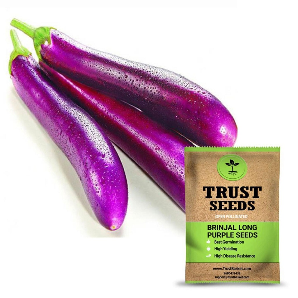 [SDOPVG1007] Brinjal long purple seeds (OP)