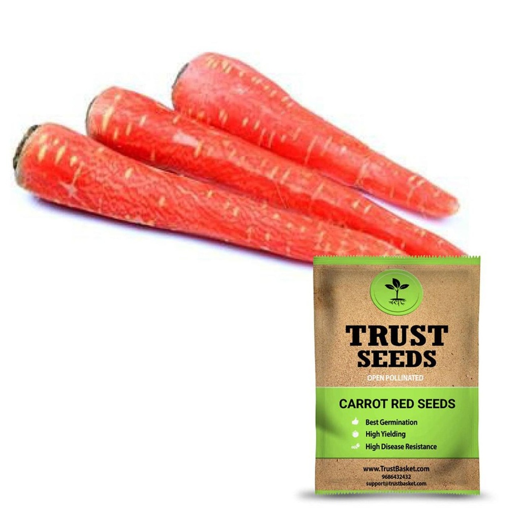 [SDOPVG1016] Carrot red seeds (Open Pollinated)