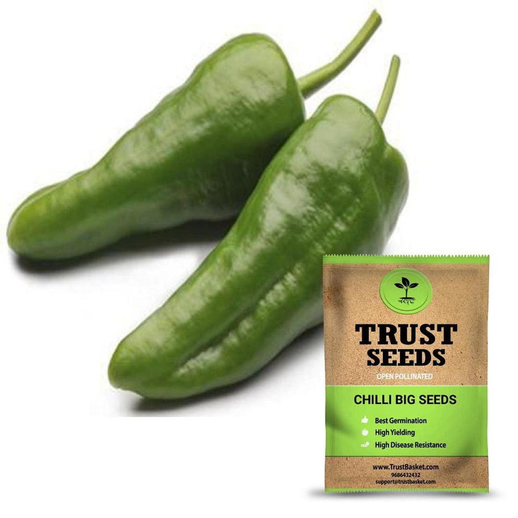 [SDOPVG1019] Chilli big seeds (Open Pollinated)