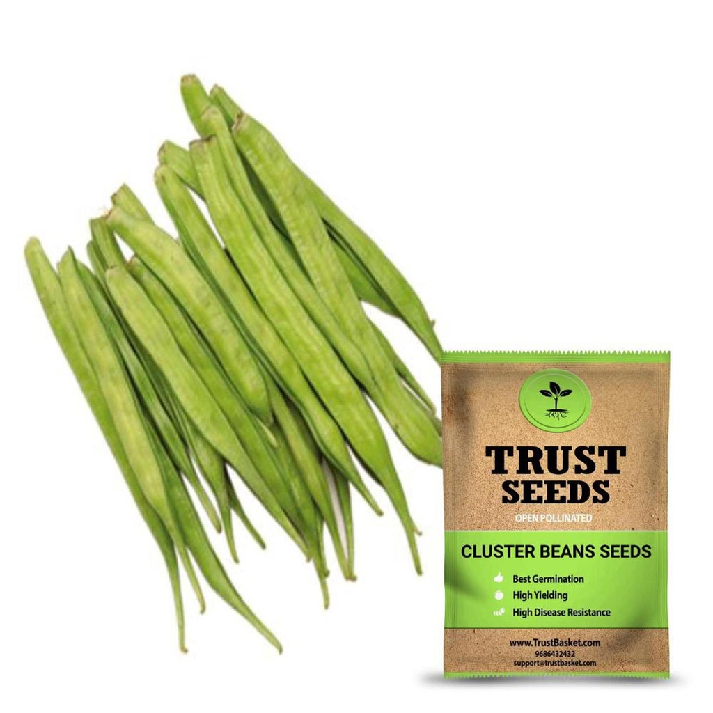 [SDOPVG1022] Cluster beans seeds (Open Pollinated)