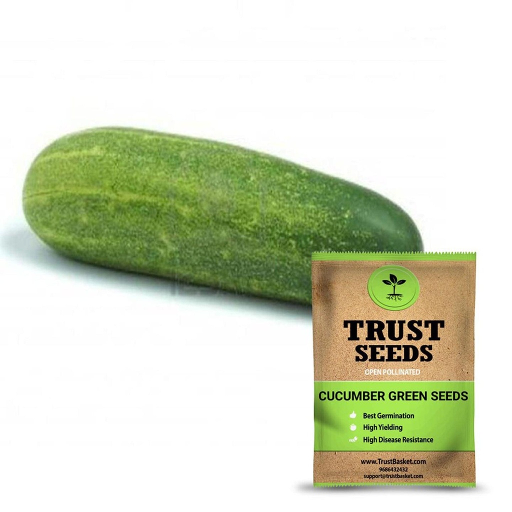 [SDOPVG1025] Cucumber green seeds (Open Pollinated)
