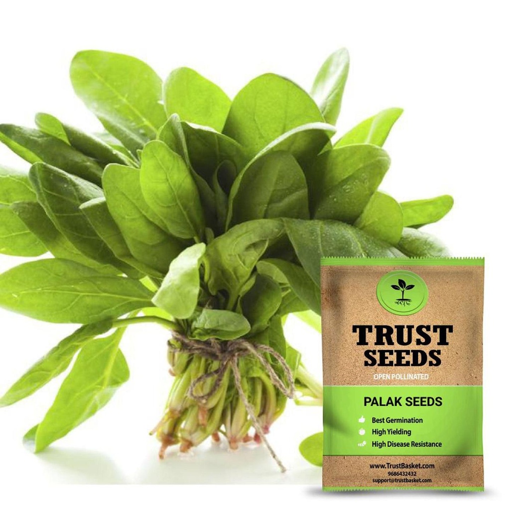 [SDOPGR2005] Palak seeds (Spinach) (Open Pollinated)