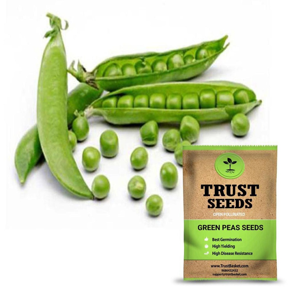 [SDOPVG1030] Green Peas  seeds (Open Pollinated)