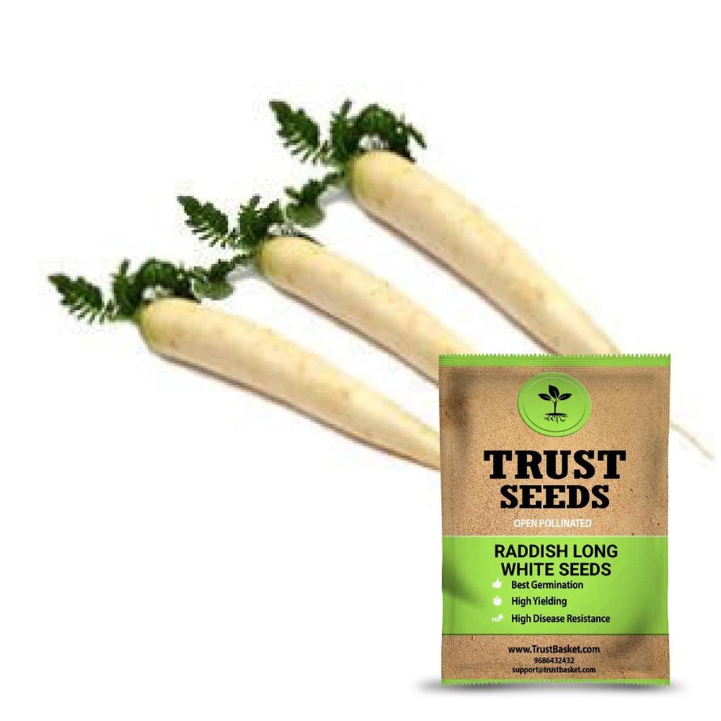 [SDOPVG1037] Raddish long white seeds (OP)